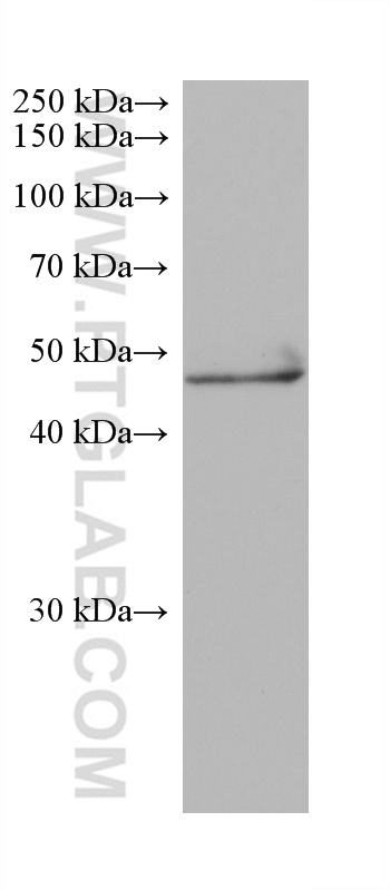 WB analysis of mouse cerebellum using 68284-1-Ig