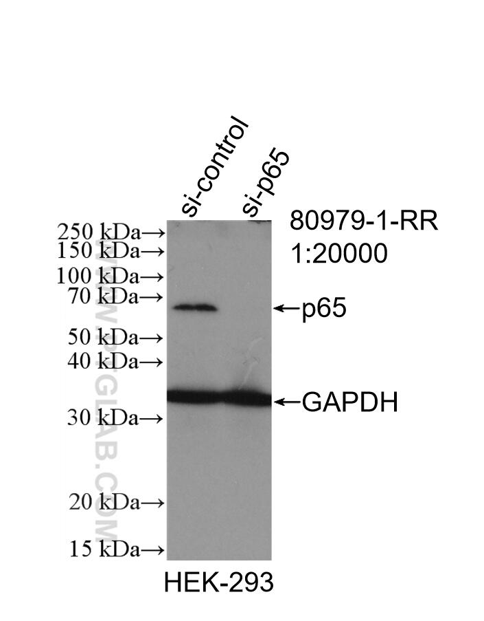 WB analysis of HEK-293 using 80979-1-RR