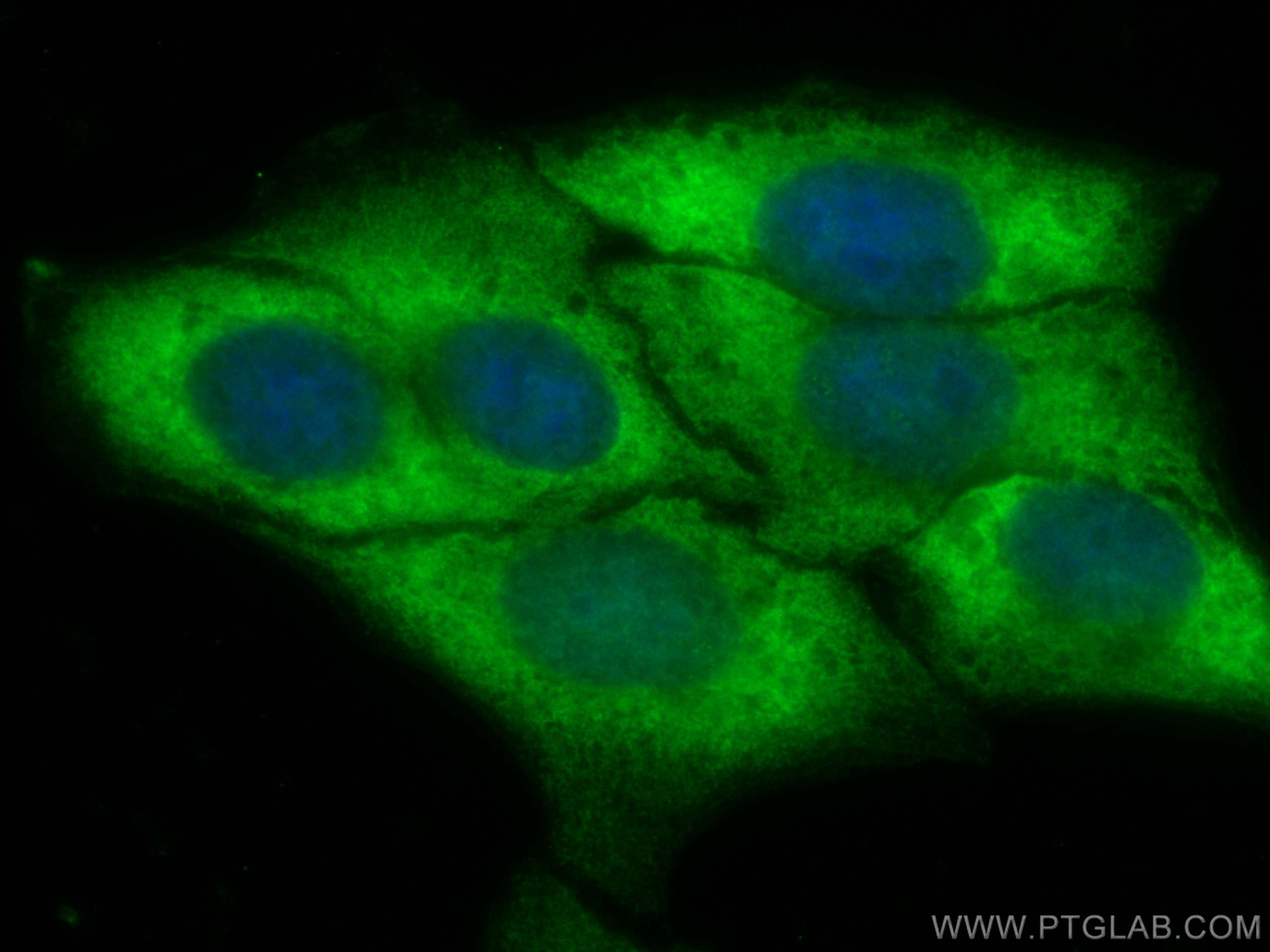 IF Staining of HepG2 using CL488-80979