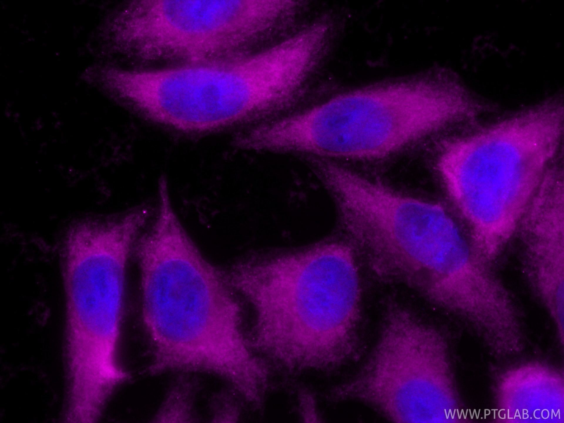 IF Staining of HepG2 using CL647-80979
