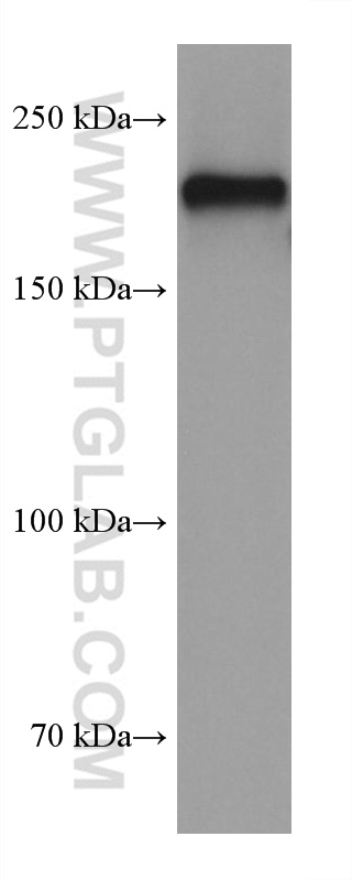 WB analysis of pig cerebellum using 60331-1-Ig (same clone as 60331-1-PBS)