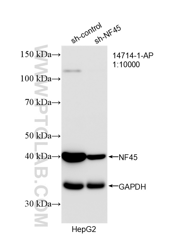WB analysis of HepG2 using 14714-1-AP