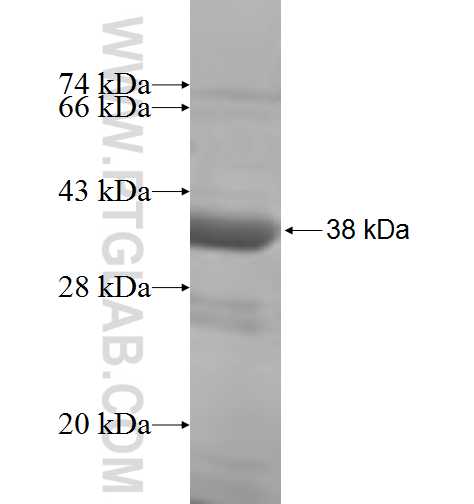 NF45 fusion protein Ag7007 SDS-PAGE NF45 fusion protein Ag7007 SDS-PAGE