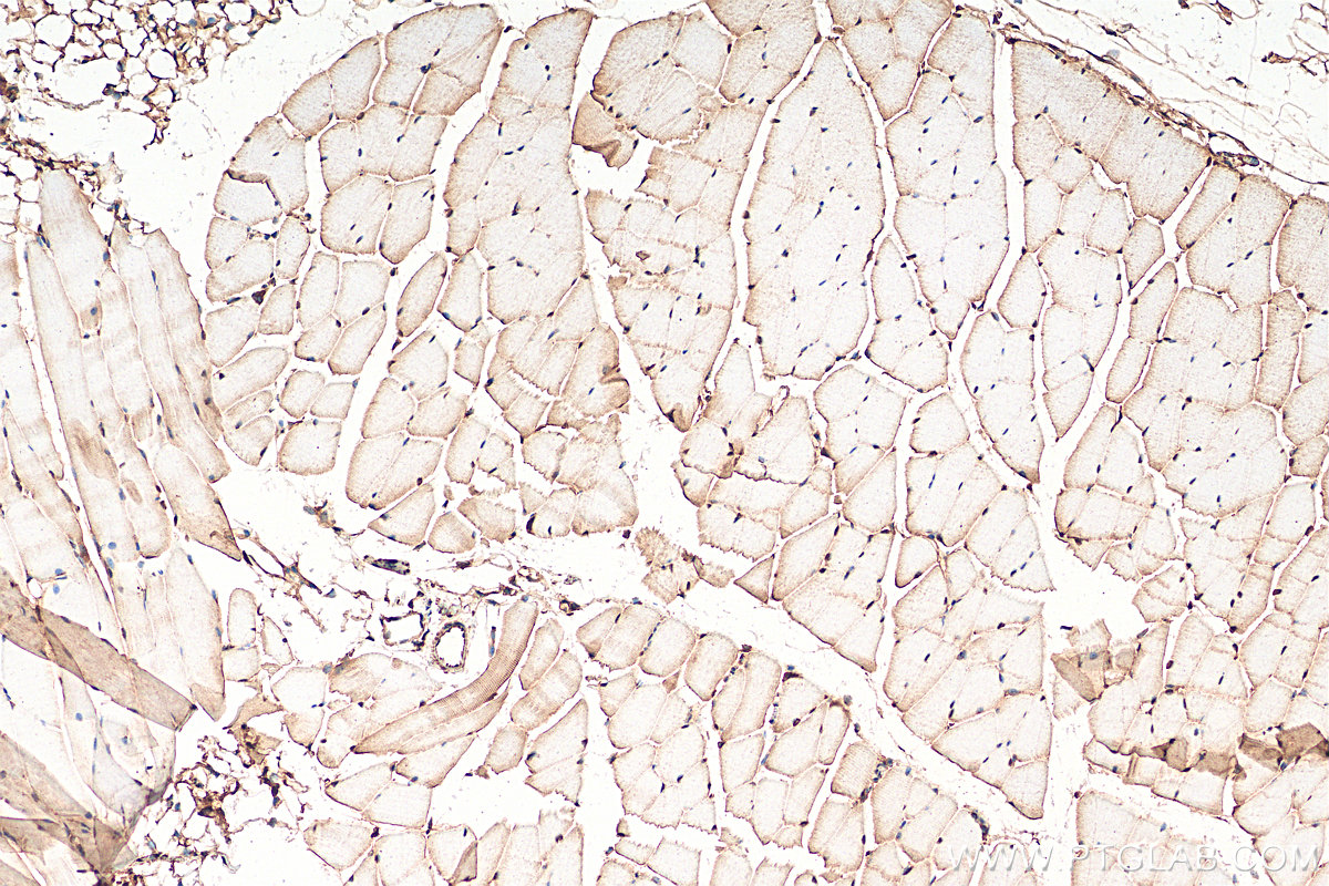 IHC staining of mouse skeletal muscle using 21713-1-AP