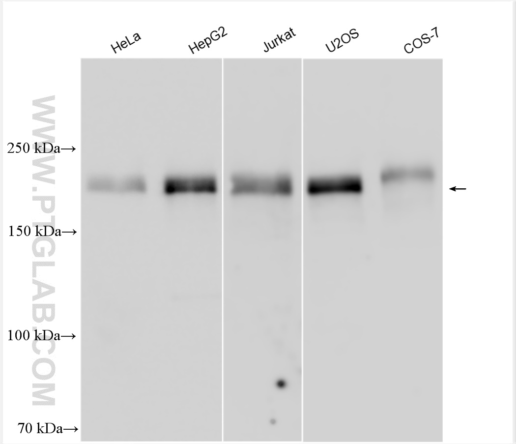 WB analysis using 21713-1-AP