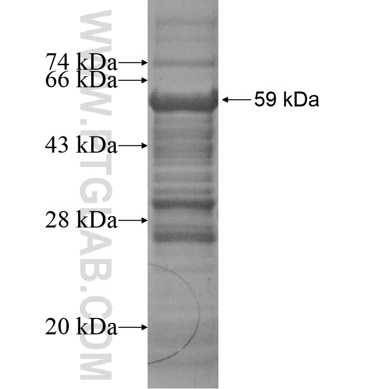 NFAT5 fusion protein Ag16341 SDS-PAGE