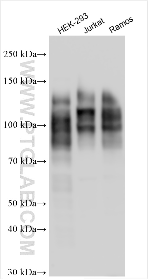 WB analysis using 30114-1-AP