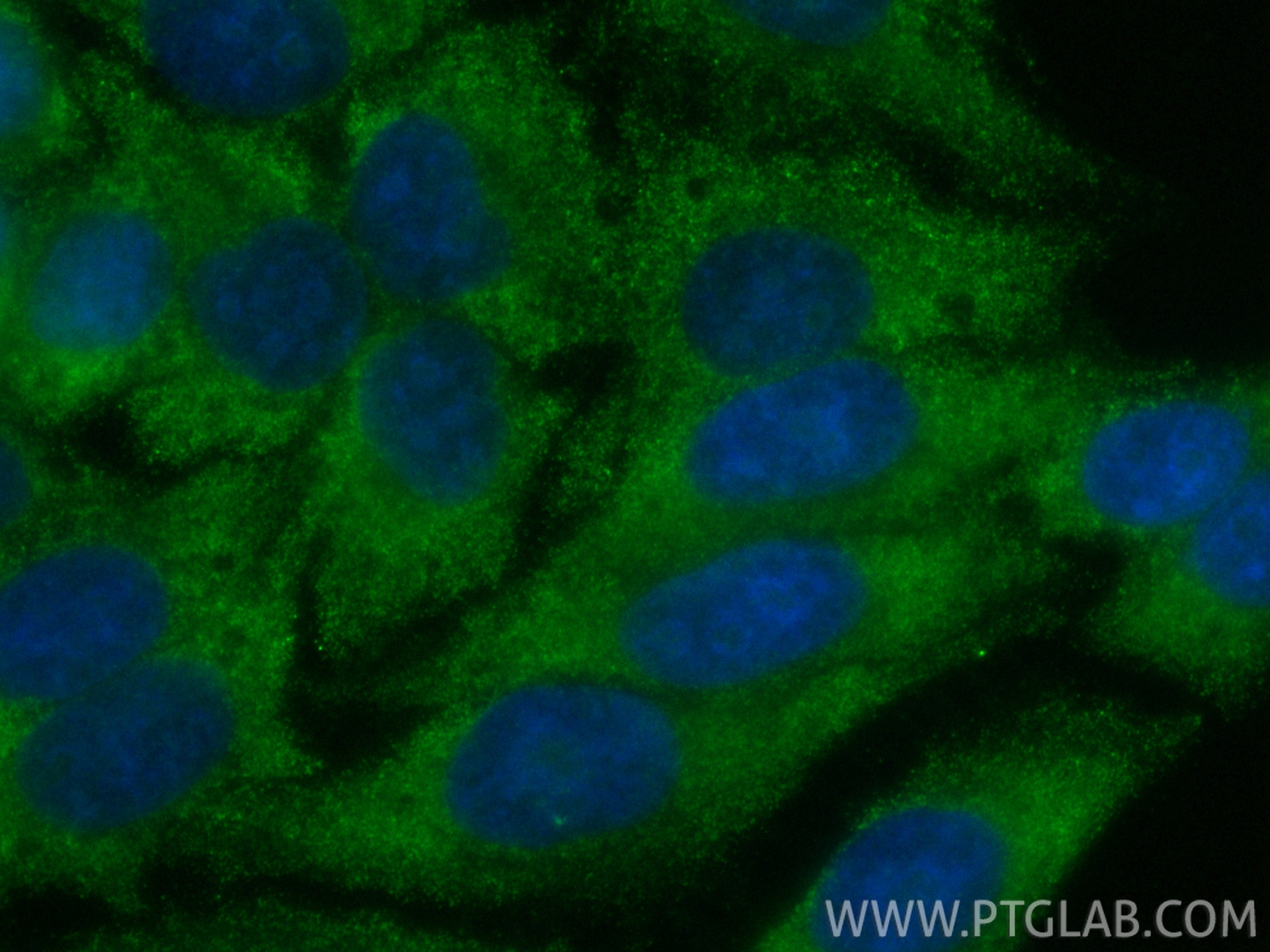 IF Staining of HepG2 using CL488-66924