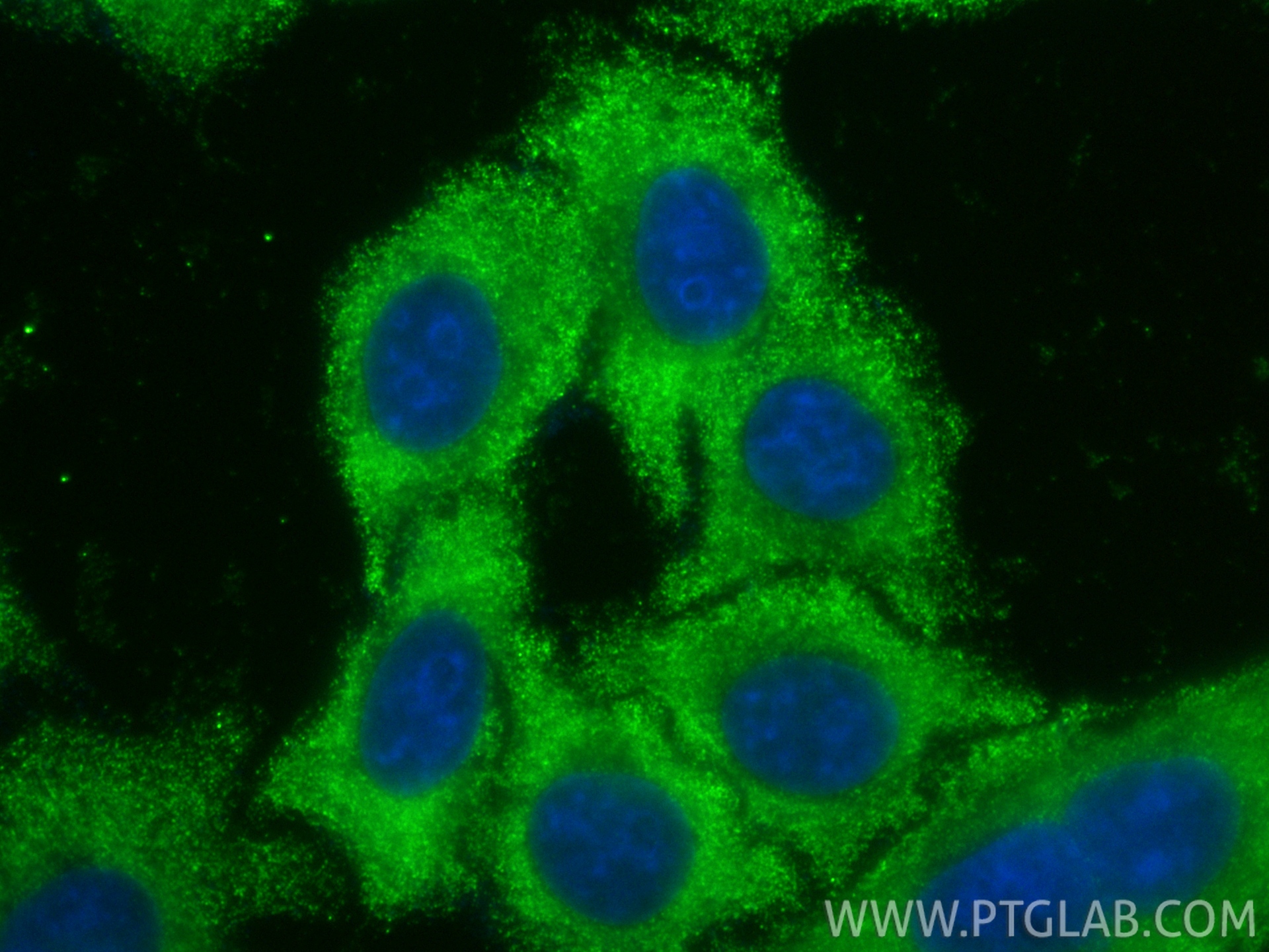 IF Staining of HepG2 using CL488-66924