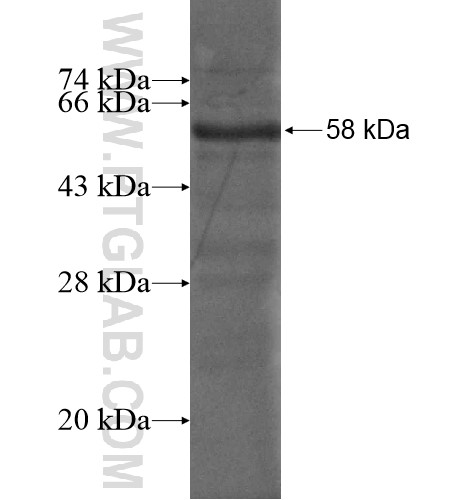 NFATC3 fusion protein Ag12985 SDS-PAGE