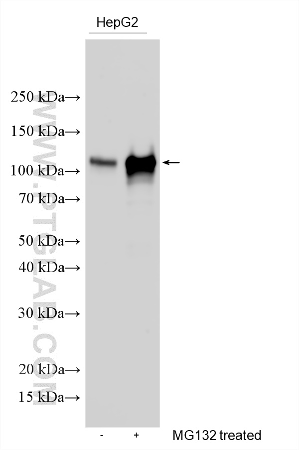 Non-treated HepG2 and MG132 treated HepG2 cells were subjected to SDS PAGE followed by western blot with 16396-1-AP (NRF2, NFE2L2 antibody) at dilution of 1:4000 incubated at room temperature for 1.5 hours. WB analysis using 16396-1-AP