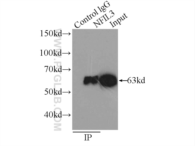 IP experiment of HeLa using 11773-1-AP