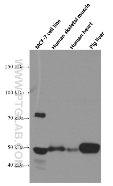 WB analysis of human skeletal muscle using 66368-1-Ig