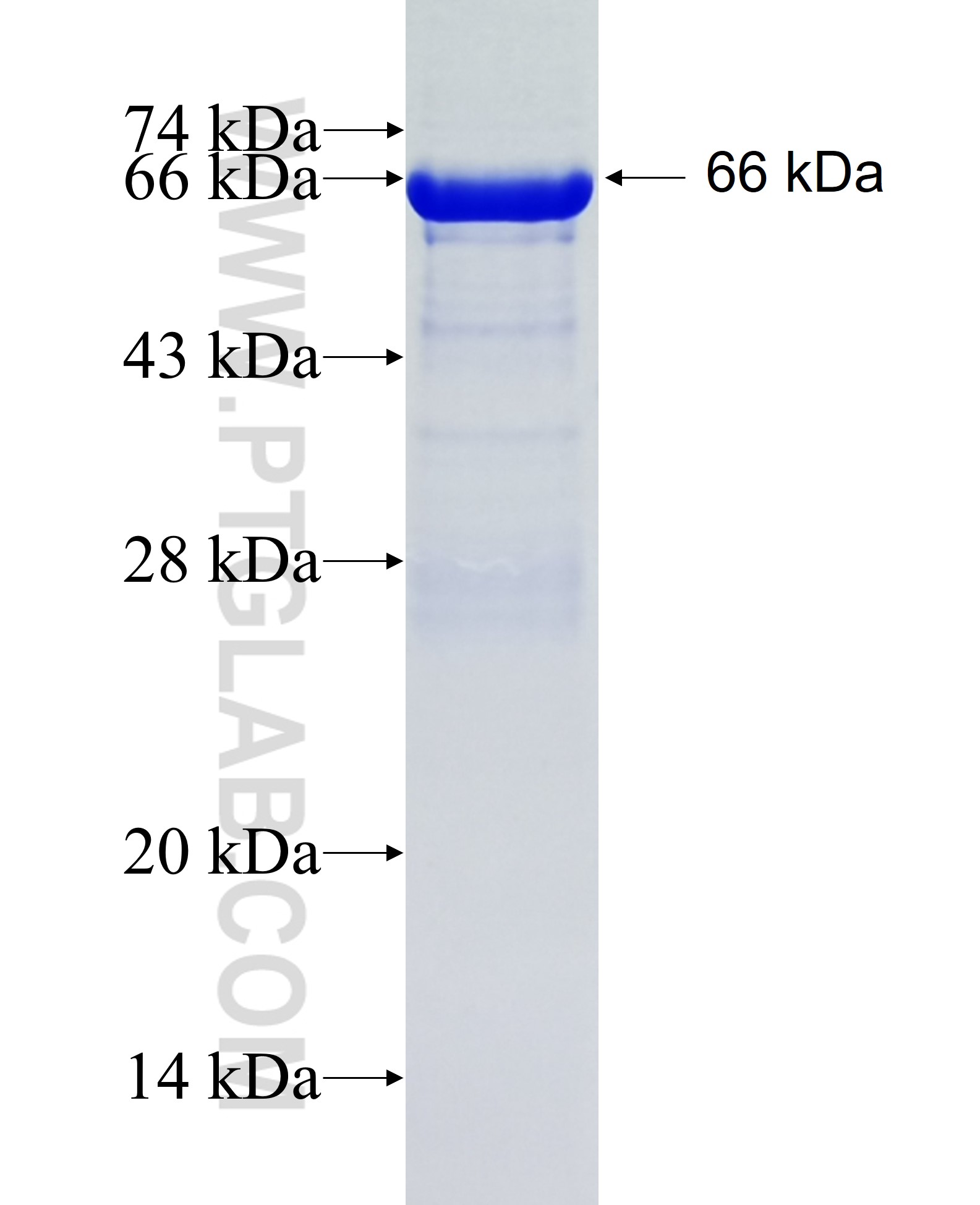 NFKB1 fusion protein Ag5458 SDS-PAGE