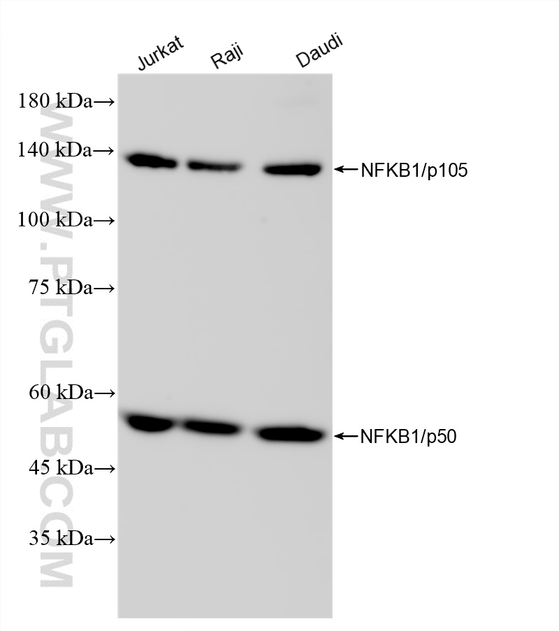 Various lysates were subjected to SDS PAGE followed by western blot with <a class='green' href='/productredirect?CatalogNo=81261-2-RR' target='_blank'>81261-2-RR</a> (NFKB1 p105/p50-Specific antibody) at dilution of 1:2000 incubated at room temperature for 1.5 hours. This data was developed using the same antibody clone with 81261-2-PBS in a different storage buffer formulation. WB analysis using 81261-2-RR (same clone as 81261-2-PBS)