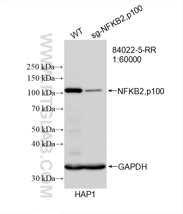WB analysis of HAP1 using 84022-5-RR