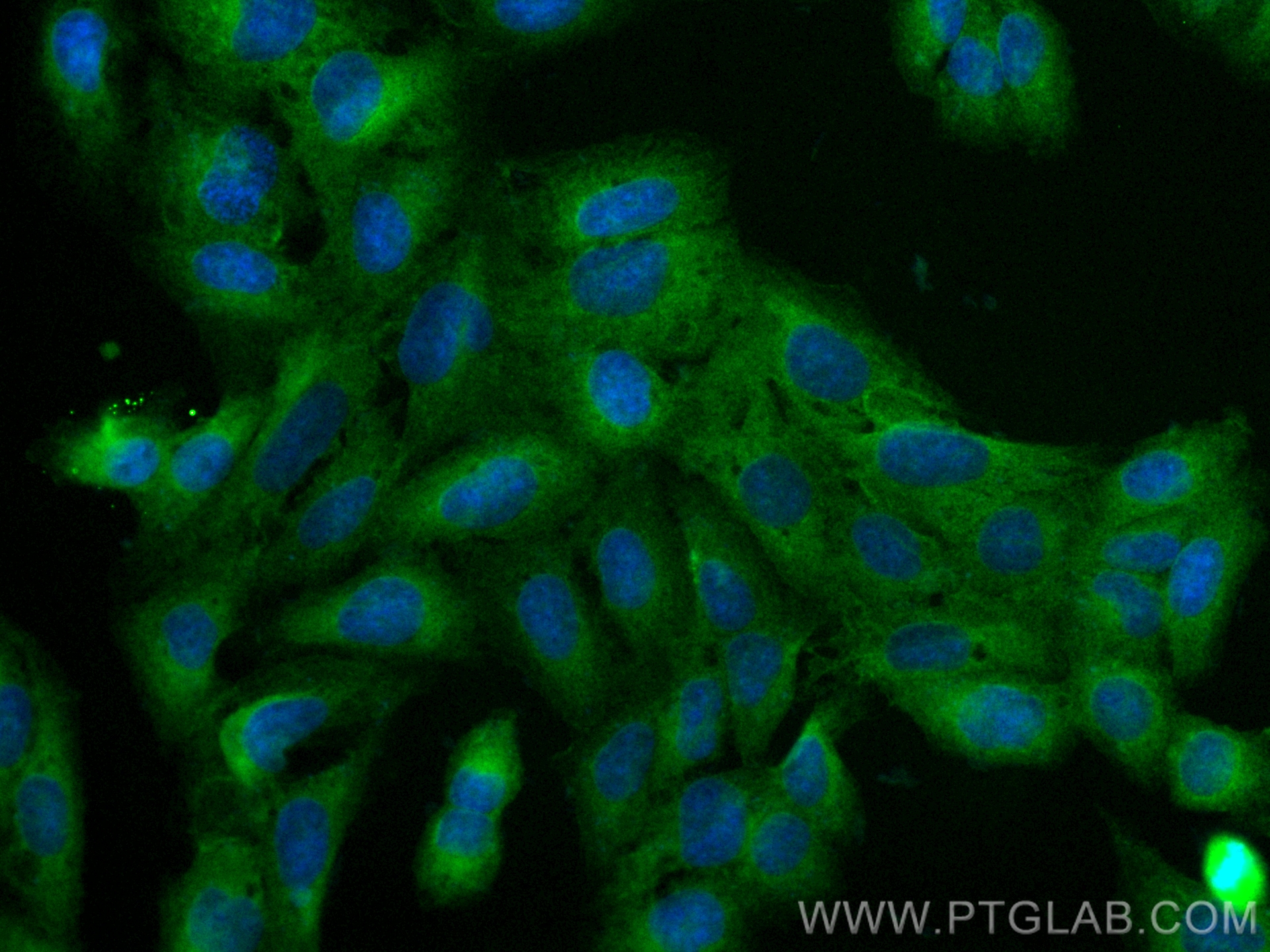 IF Staining of U2OS using CL488-84022-6