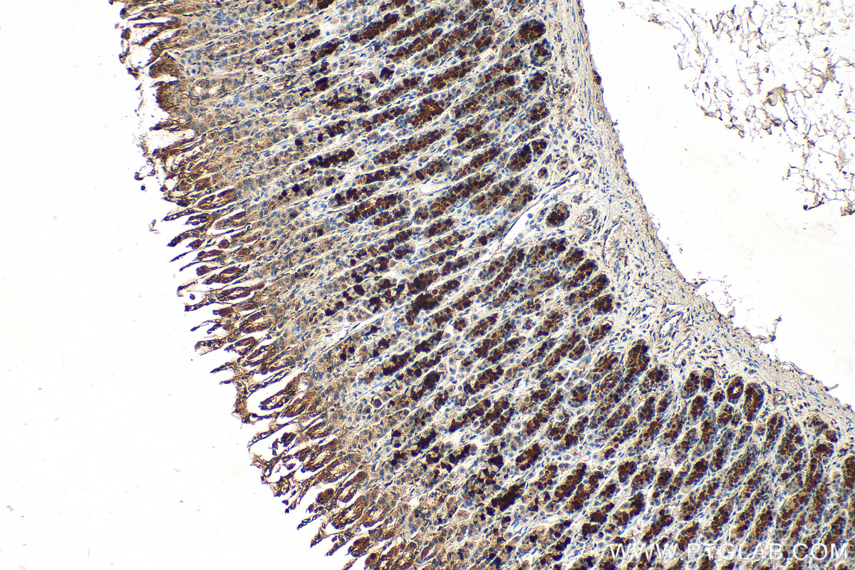 IHC staining of rat stomach using 10268-1-AP