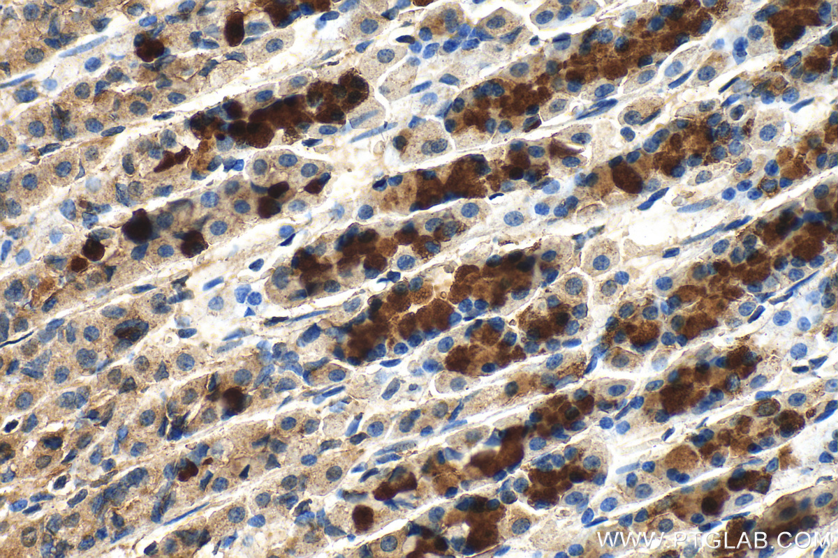 IHC staining of rat stomach using 10268-1-AP