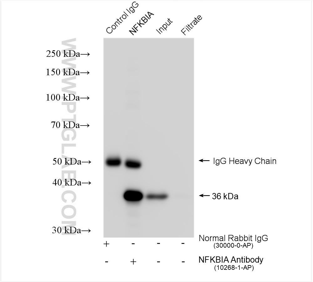 IP experiment of HeLa using 10268-1-AP