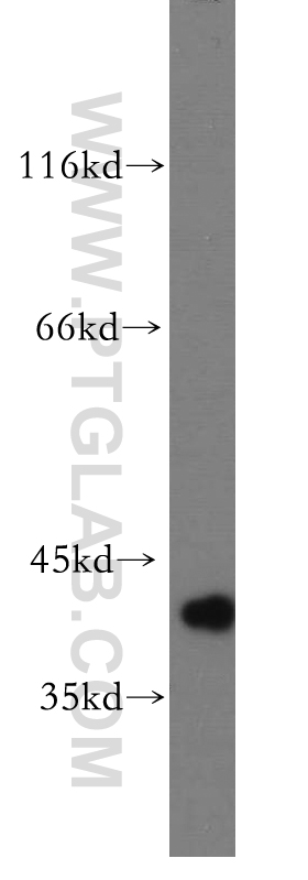 WB analysis of HL-60 using 18220-1-AP