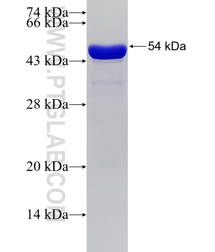 NFKBIA fusion protein Ag0345 SDS-PAGE