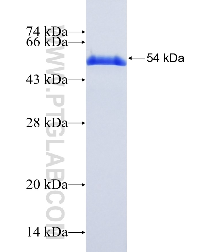 NFKBIA fusion protein Ag0345 SDS-PAGE