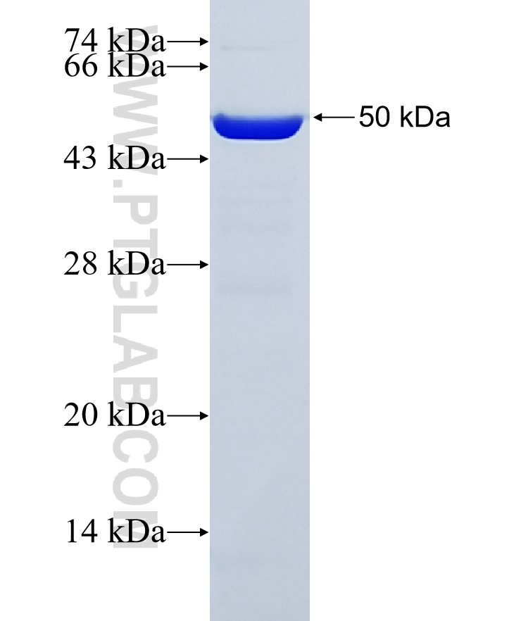 NFKBIA fusion protein Ag12979 SDS-PAGE