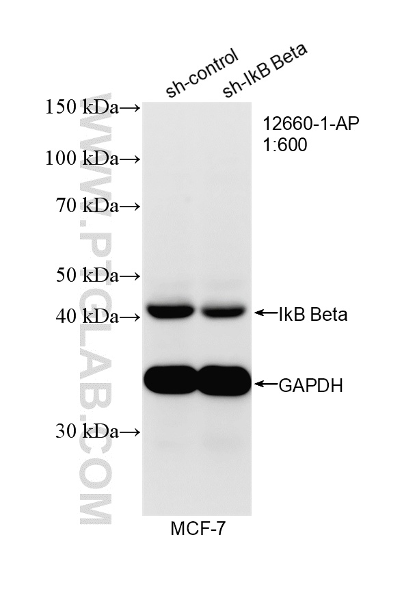 WB analysis of MCF-7 using 12660-1-AP