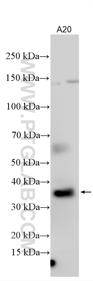 Various lysates were subjected to SDS PAGE followed by western blot with 15672-1-AP (NFKBID antibody) at dilution of 1:1000 incubated at room temperature for 1.5 hours. WB analysis using 15672-1-AP