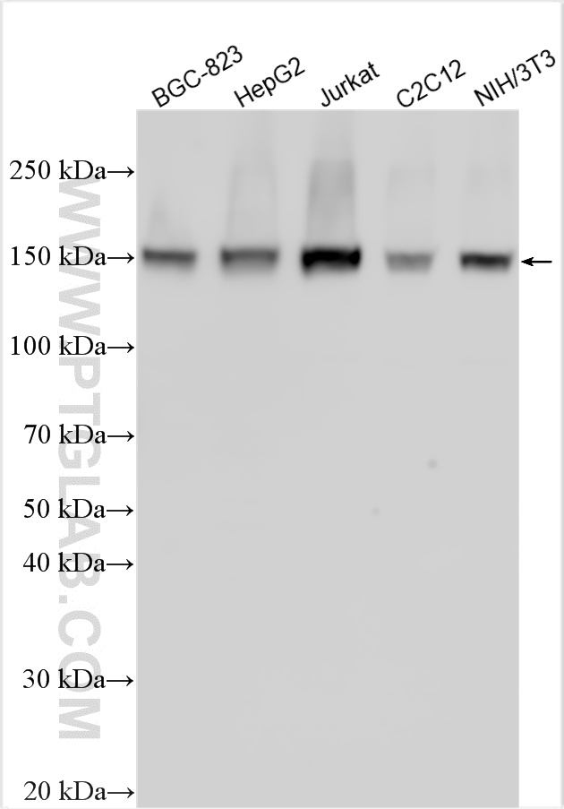 WB analysis using 14086-1-AP