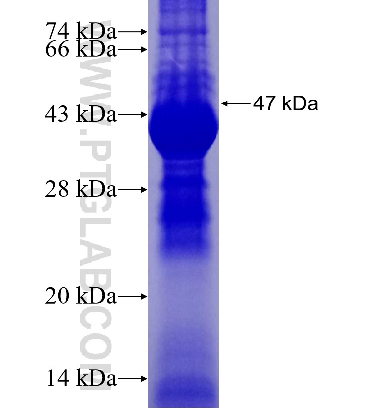 NFS1 fusion protein Ag3872 SDS-PAGE