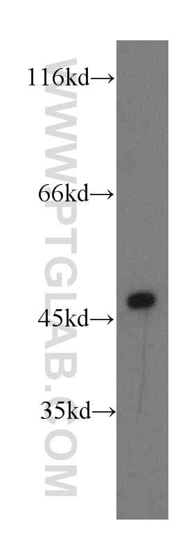 WB analysis of HEK-293 using 12981-1-AP