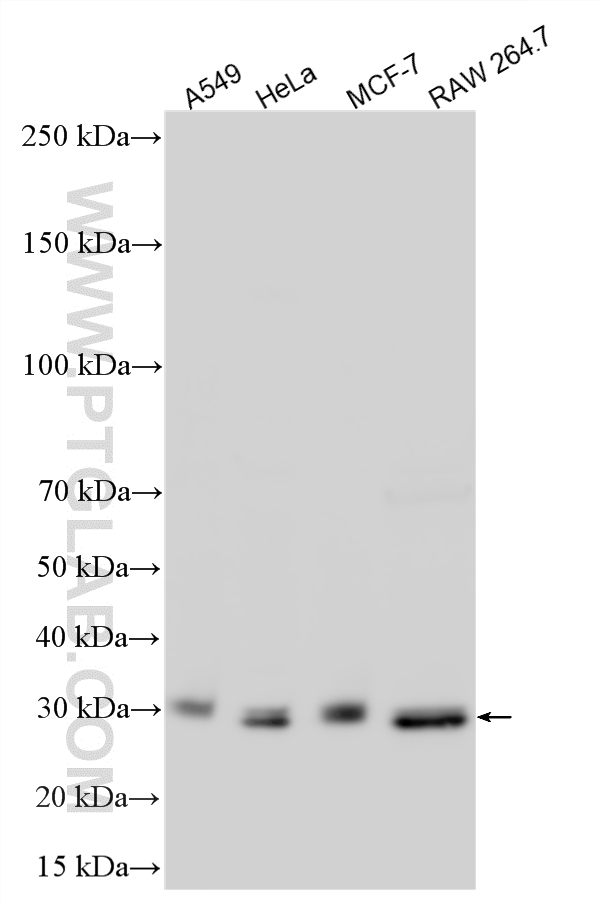 WB analysis using 15868-1-AP