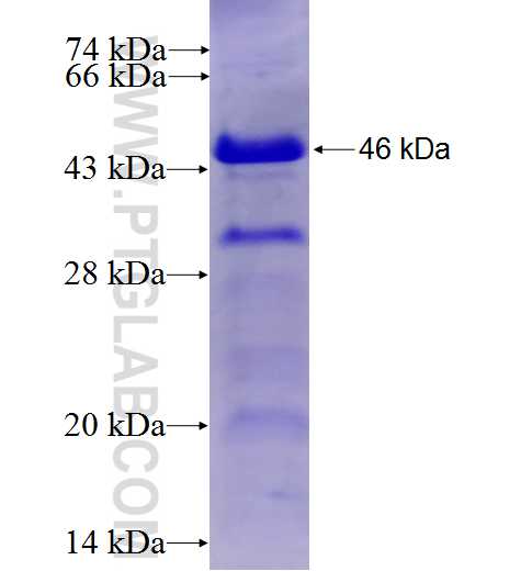 NGEF fusion protein Ag6929 SDS-PAGE NGEF fusion protein Ag6929 SDS-PAGE