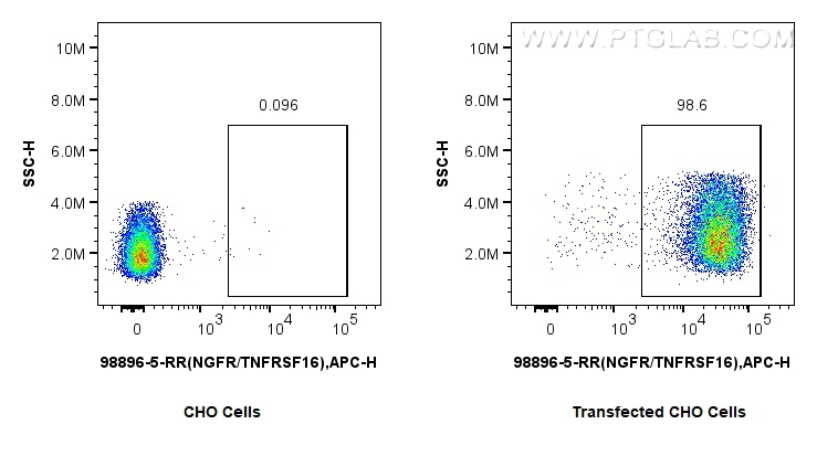FC experiment of Transfected CHO Cells using 98896-5-RR (same clone as 98896-5-PBS)