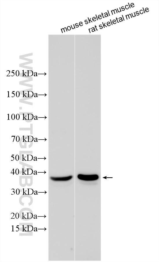WB analysis using 14885-1-AP