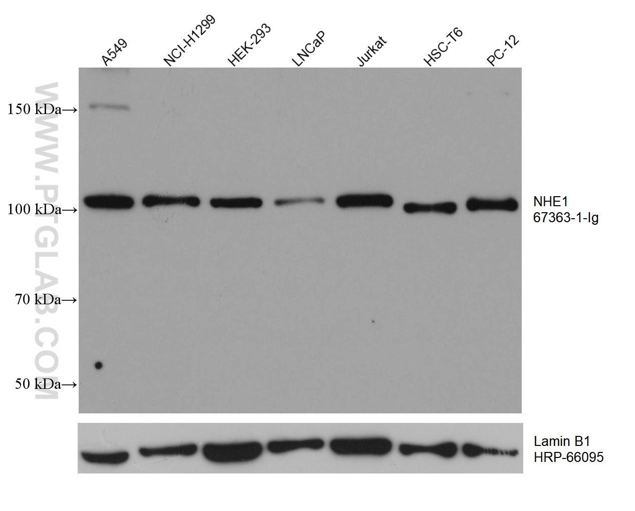 WB analysis using 67363-1-Ig