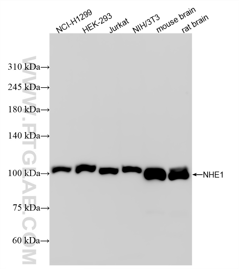 WB analysis using 87385-1-RR (same clone as 87385-1-PBS)