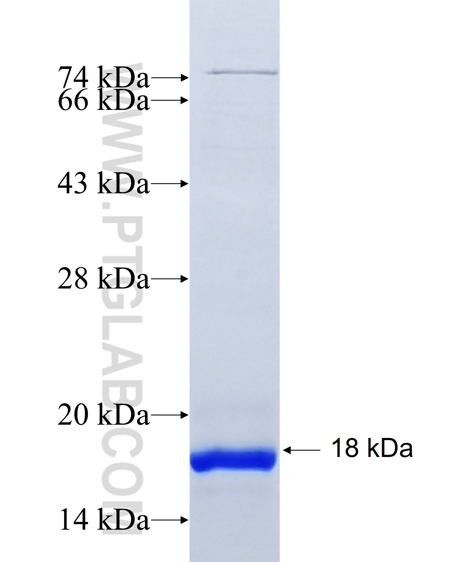 NHE1 fusion protein Ag14329 SDS-PAGE