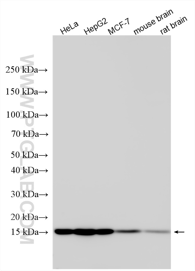 Various lysates were subjected to SDS PAGE followed by western blot with 15802-1-AP (NHP2L1 antibody) at dilution of 1:20000 incubated at room temperature for 1.5 hours. WB analysis using 15802-1-AP