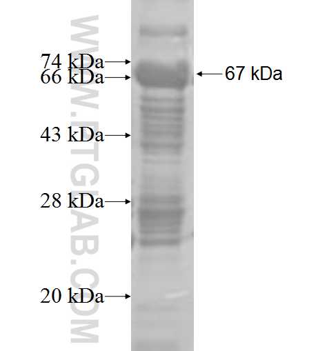 NID1 fusion protein Ag4749 SDS-PAGE