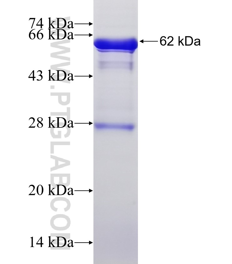 NID2 fusion protein Ag4424 SDS-PAGE