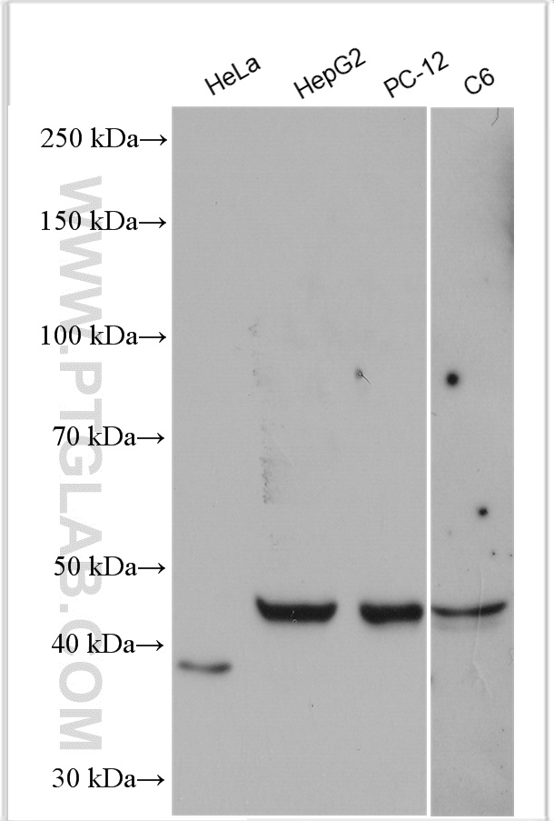 WB analysis using 10549-1-AP