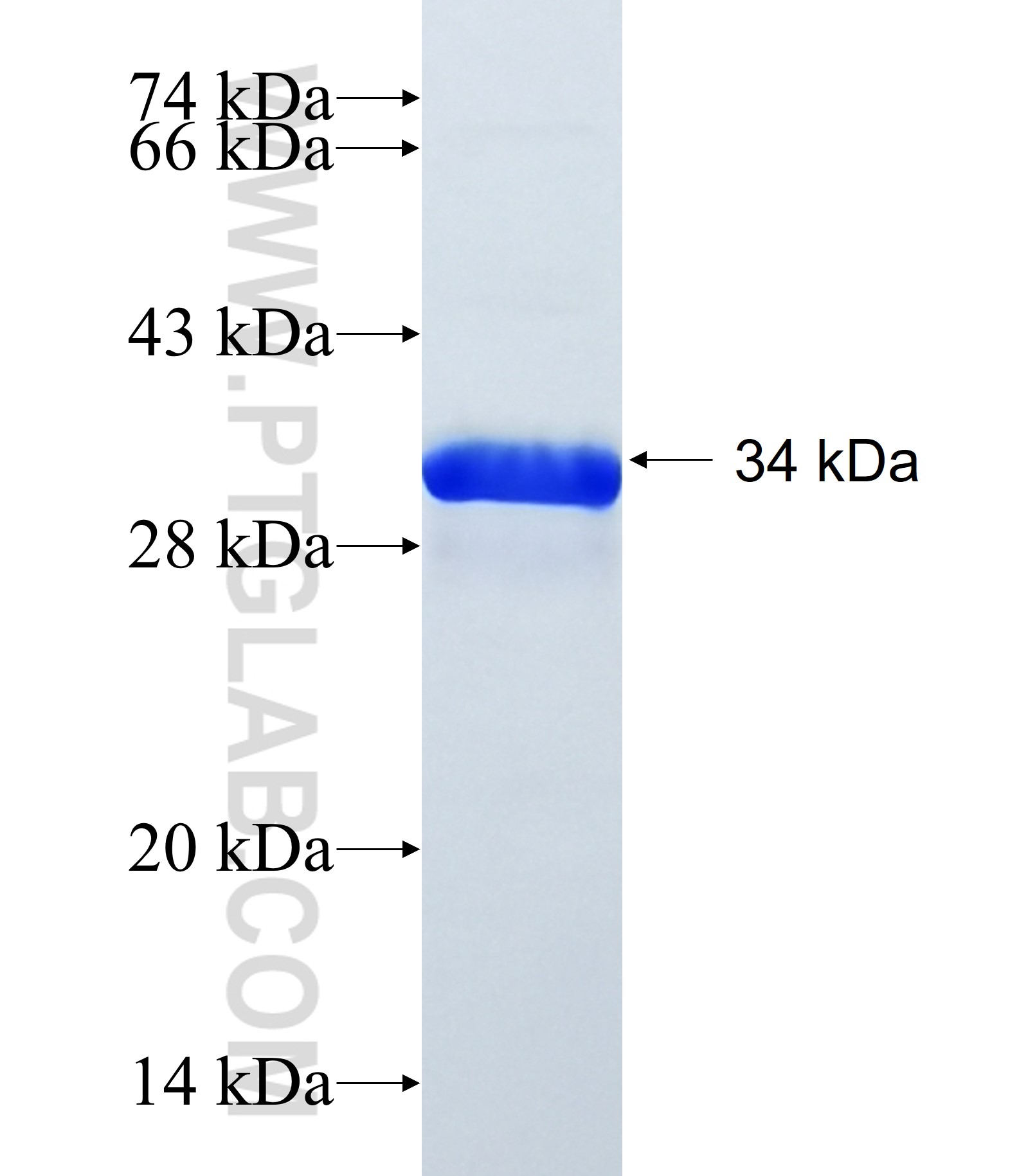 NIPAL1 fusion protein Ag39256 SDS-PAGE