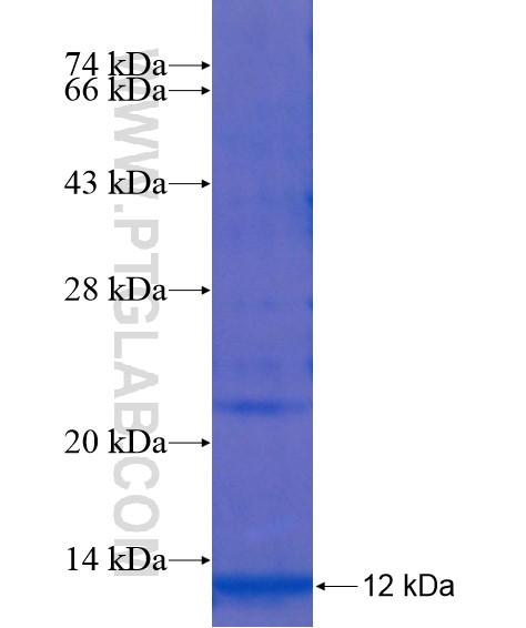 NIPAL1 fusion protein Ag22025 SDS-PAGE