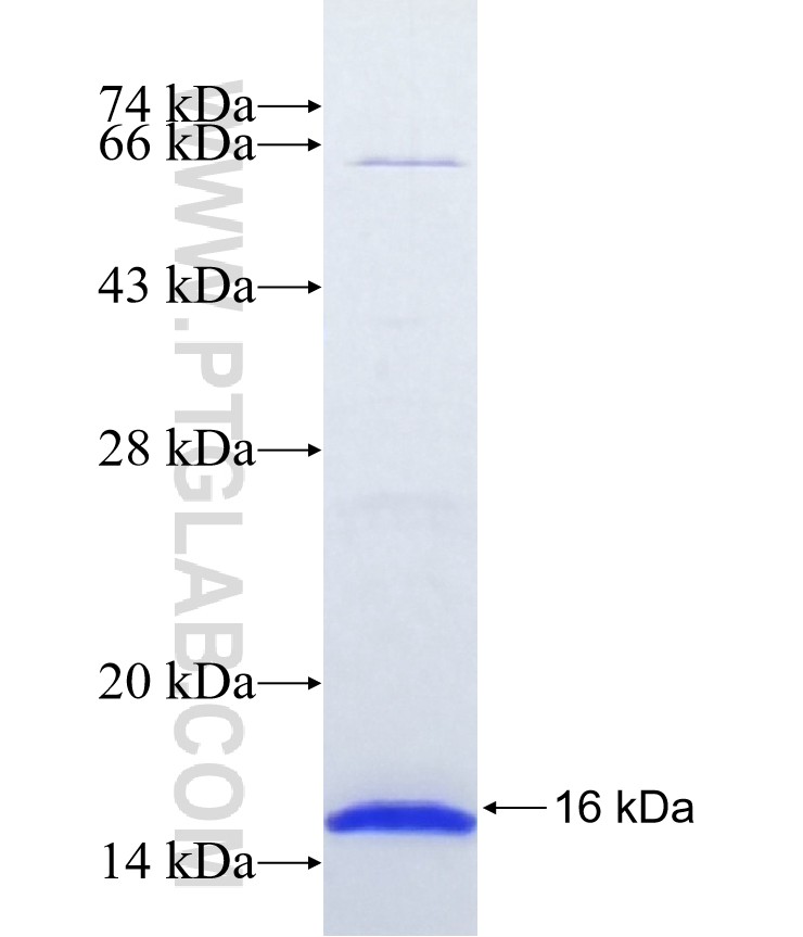 NIPAL1 fusion protein Ag22025 SDS-PAGE