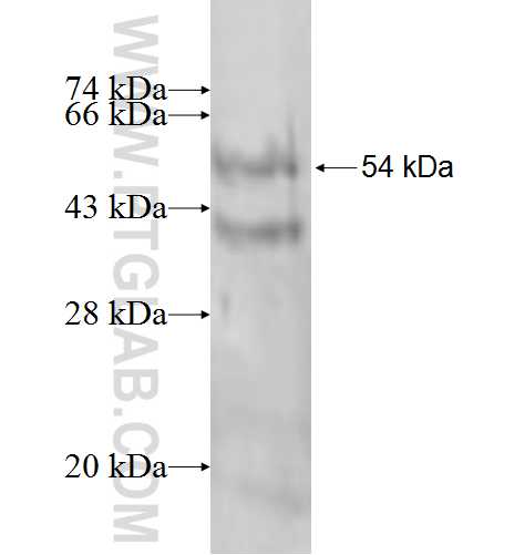 NIPSNAP3A fusion protein Ag1143 SDS-PAGE
