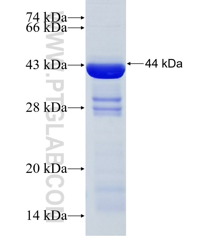 NISCH fusion protein Ag33989 SDS-PAGE
