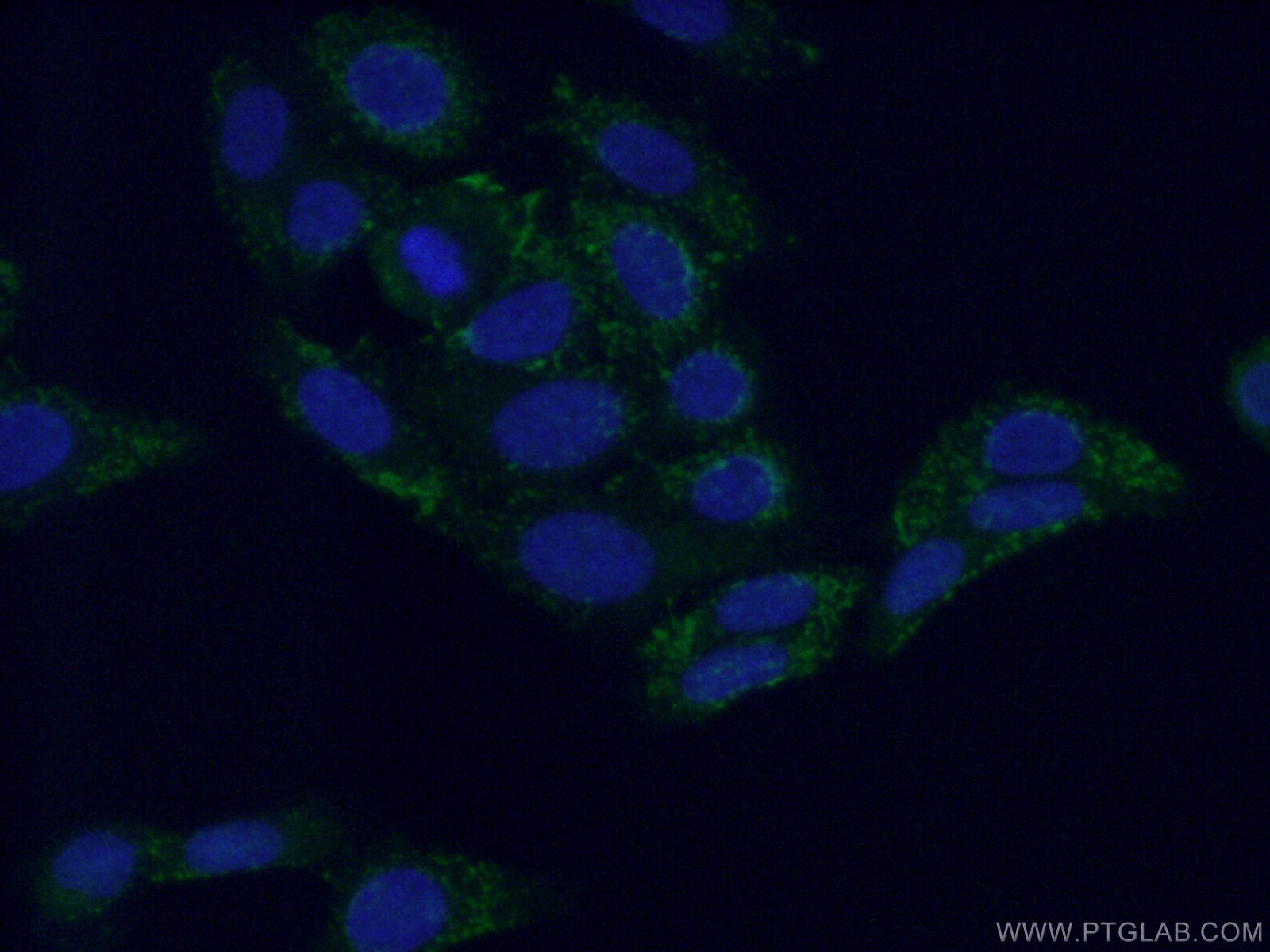 IF Staining of HepG2 using 14380-1-AP